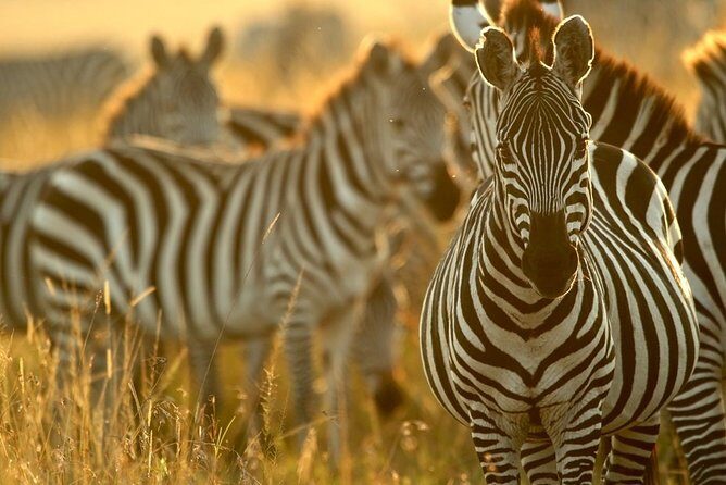 Pilanesberg Wildlife Safari - Frequently Asked Questions