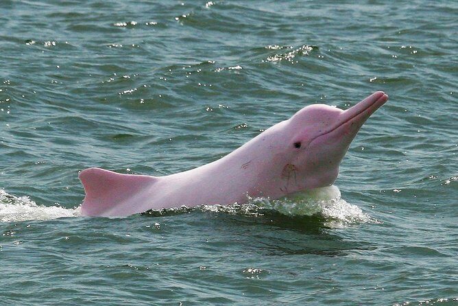 Pink Dolphin & Pig Island with Snorkeling Full Day Experience - Key Points