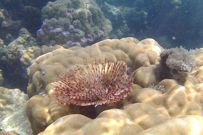 Pink Dolphin & Pig Island with Snorkeling Full Day Experience - Who Would Love This Tour?