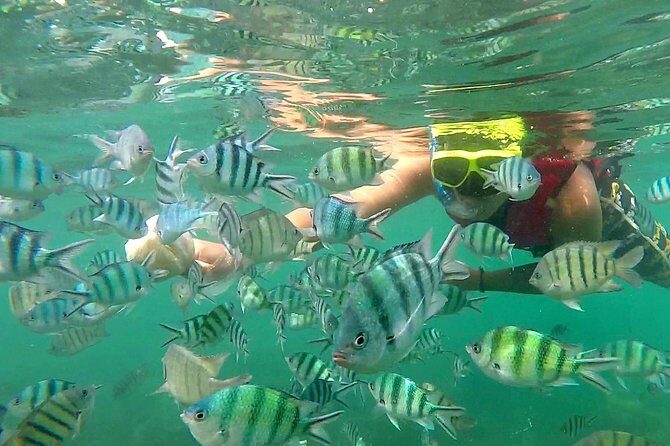 Pink Dolphin & Pig Island with Snorkeling Full Day Experience - Final Thoughts