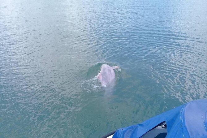 Pink Dolphin & Pig Island with Snorkeling Full Day Experience - FAQ