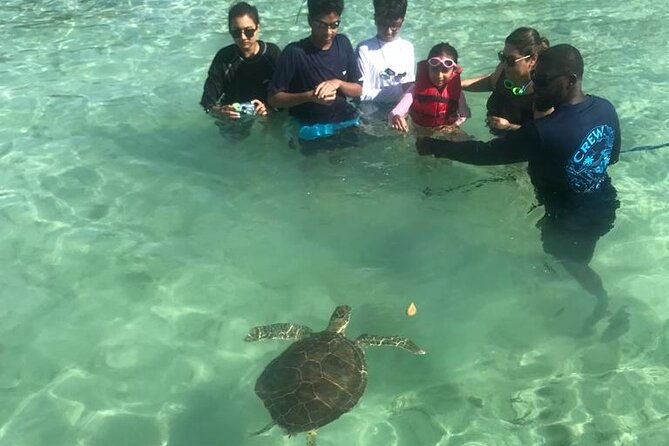pink-sand-beach-and-swimming-pigs-adventure-from-nassau