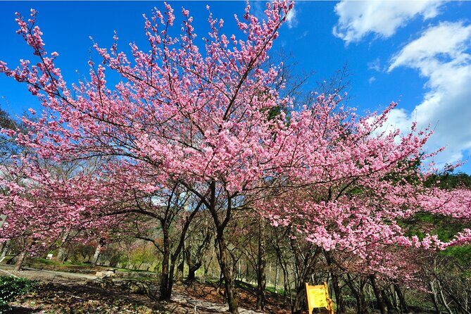 Pink Spring: Wuling Farm Cherry Blossom One-day Tour from Ximen - An In-Depth Look at the Tour Experience