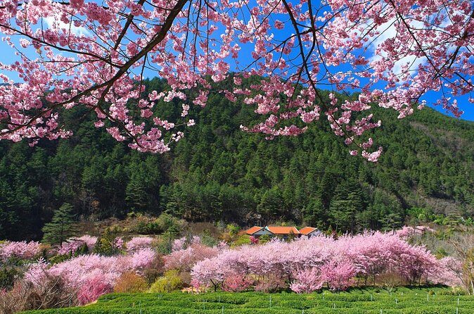 Pink Spring: Wuling Farm Cherry Blossom One-day Tour from Ximen - Final Thoughts