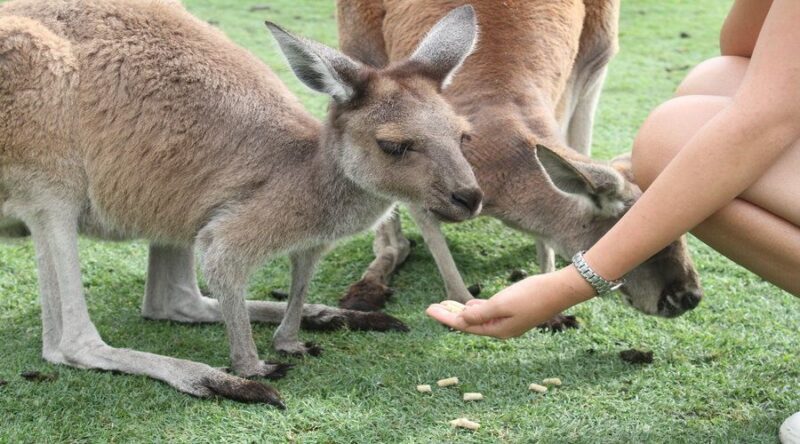 Pinnacles, Koalas & Sandboarding Tour Day Trip from Perth - Practicalities and Considerations