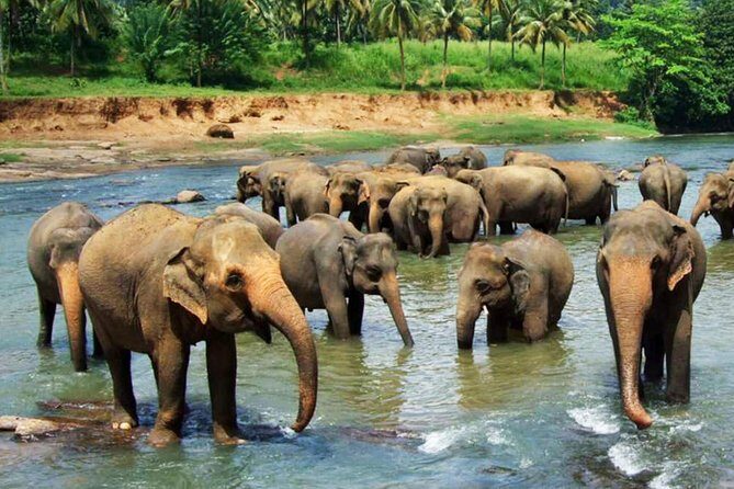 Pinnawala and Kandy Day Tour from Colombo or Negombo - Key Points