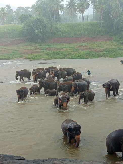 Pinnawala & Kandy Day Tour from Colombo or Negombo - Key Points