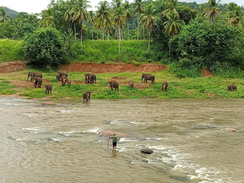 Pinnawala & Kandy Day Tour from Colombo or Negombo - Who Would Love This Tour?