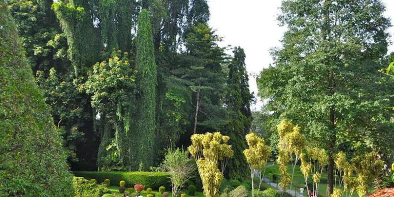 pinnawala-kandy-day-tour-from-negombo