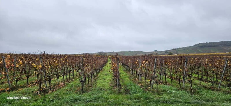 Pinot Noir & Pinot Wine Tour to Baden-Württemberg - An In-Depth Look at the Itinerary and Experiences