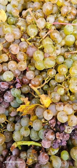 Pinot Noir & Pinot Wine Tour to Baden-Württemberg - Practical Considerations and Tips