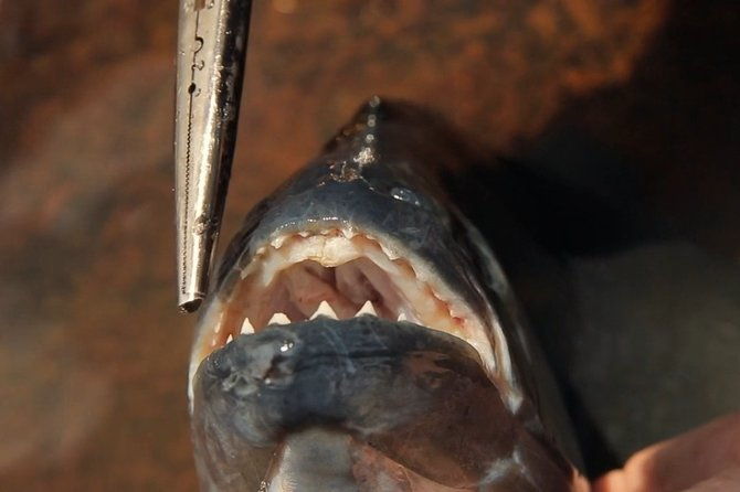 piranha-fishing-experience-in-the-amazon-jungle