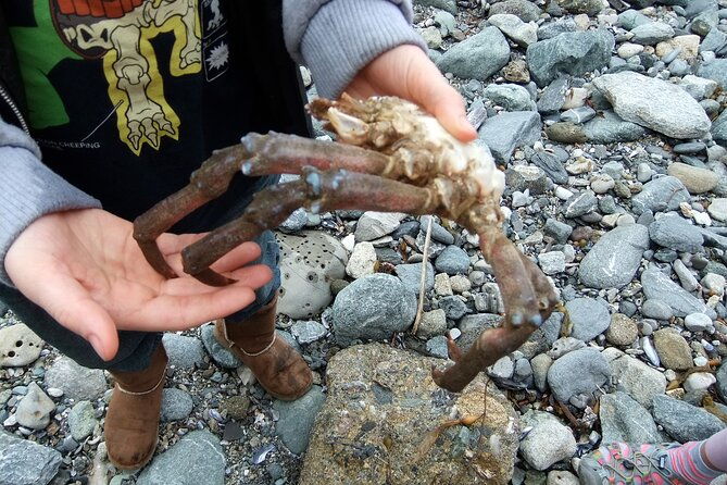 pirate-sea-cave-tide-pool-walk-at-dana-point