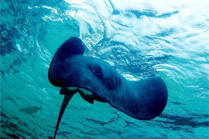 pirates-of-the-caribbean-cruise-snorkel-sharks-stingrays