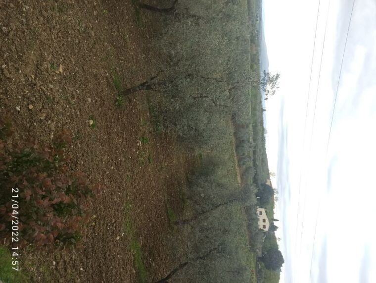 pisa-and-florence-private-shore-excursions-from-livorno