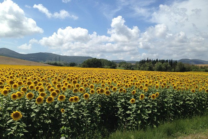 pisa-lucca-and-tuscany-tour-from-livorno