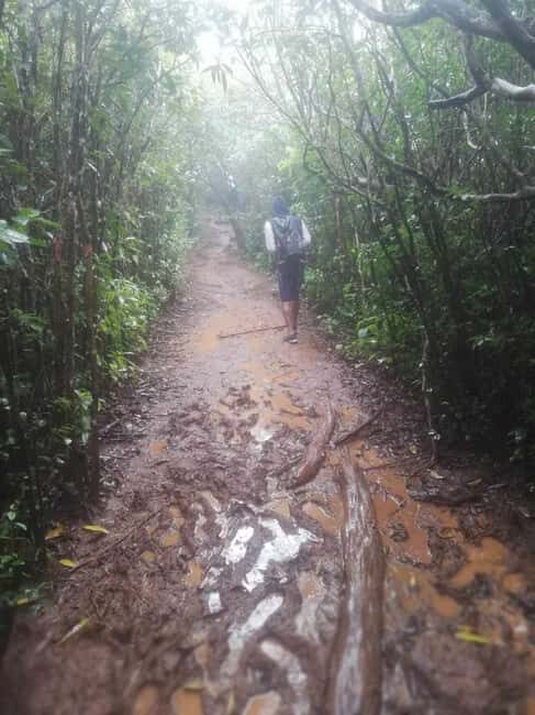 Piton de la petite rivière noire Hike - Exploring the Journey: What to Expect on the Trail