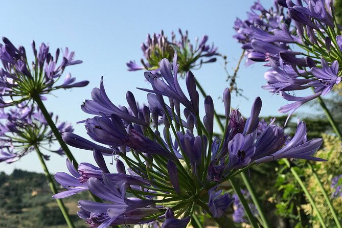 pitti-palace-boboli-and-bardini-gardens-tour-with-a-local-guide