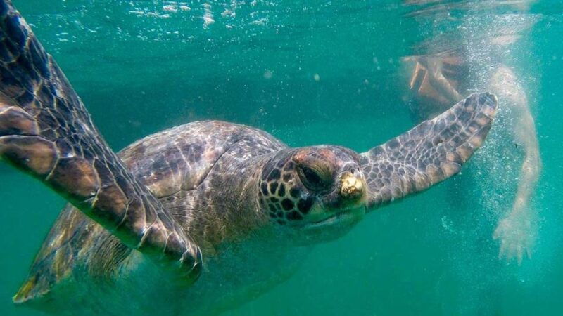 piura-adventure-in-mancora-with-underwater-turtle-encounter