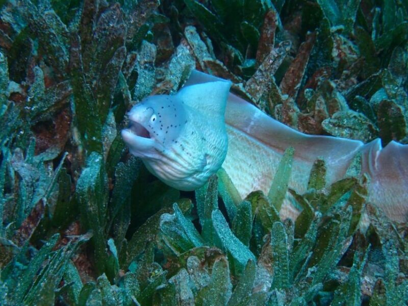 Pivate scuba diving in the Red Sea of Aqaba - What to Expect from the Aqaba Pro Divers Experience