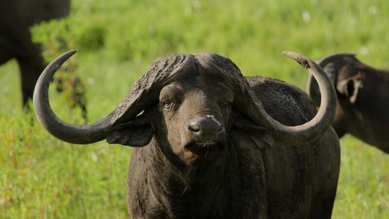 Place of Wonder: Isimangaliso Wetland Park - Safari Drives - Key Points