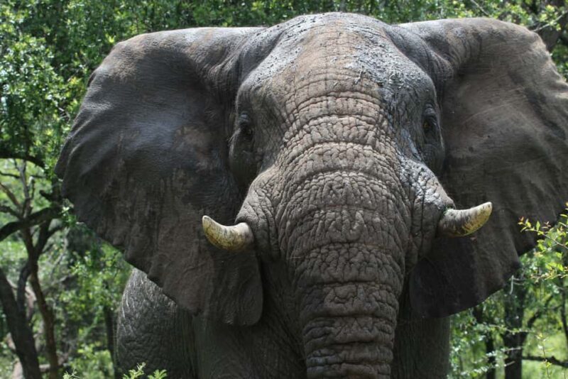 Place of Wonder: Isimangaliso Wetland Park - Safari Drives - Who Will Love This Experience?