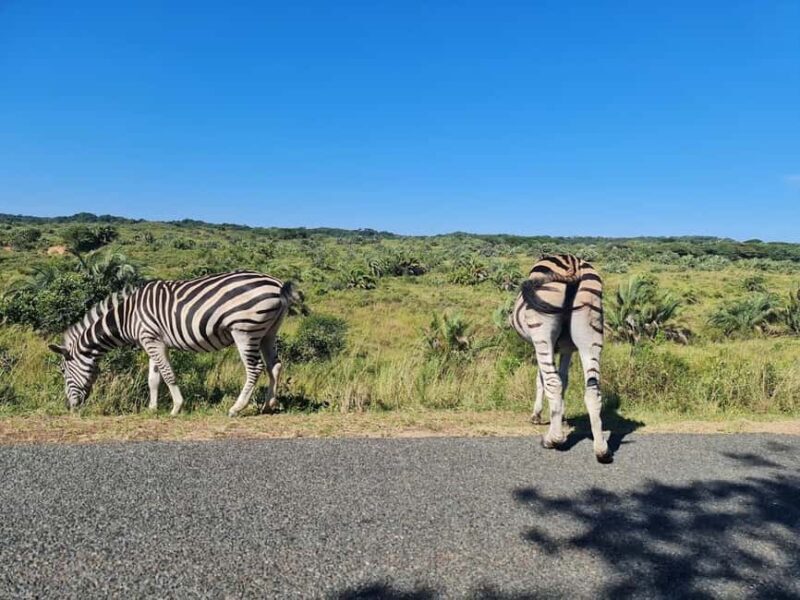 Place of Wonder: Isimangaliso Wetland Park - Safari Drives - Final Thoughts