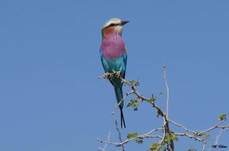 Place of Wonder: Isimangaliso Wetland Park - Safari Drives - FAQ