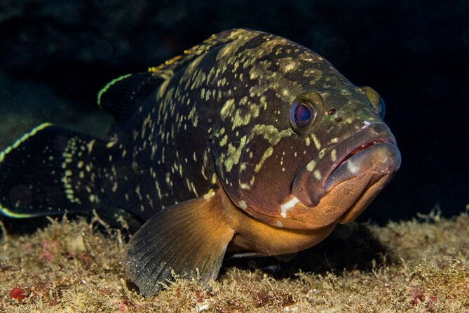 plakias-try-scuba-diving-first-time-private-from-8-yrs