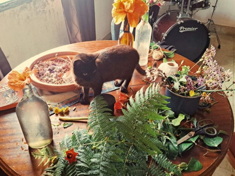 plants-and-natural-elements-for-witchcraft-and-tarot