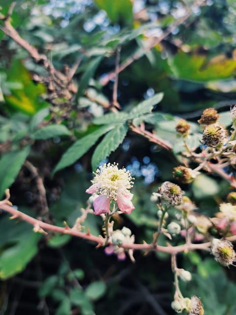 plants-and-natural-elements-for-witchcraft-and-tarot