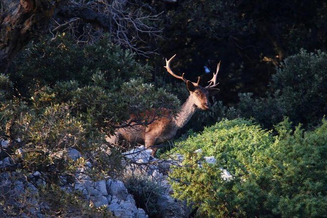 Plavnik island & Wild bays full-day boat trip with capt. Bobo - Who Should Book This Experience?