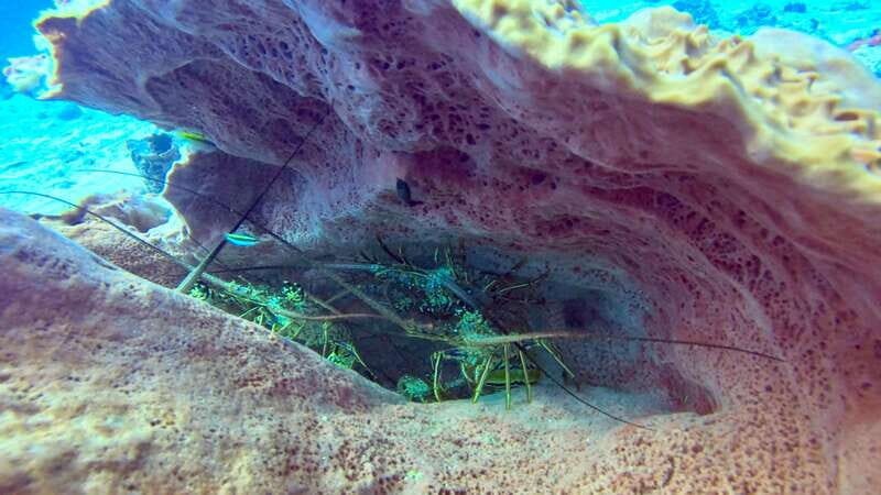 Playa del Carmen: 2-Tank Reef Dive - Who Should Consider This Tour?