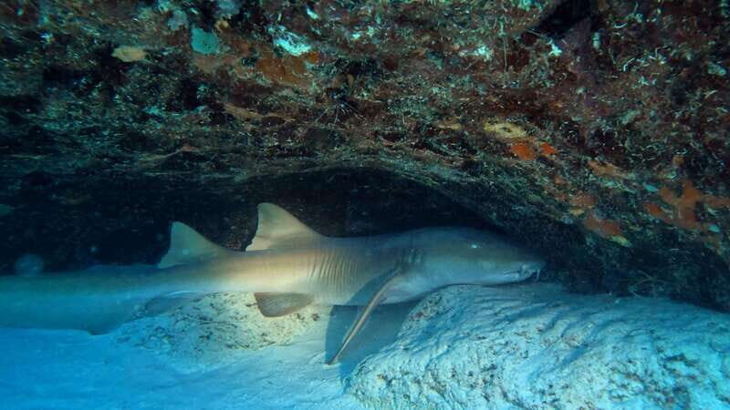 Playa del Carmen: 2-Tank Reef Dive - FAQ
