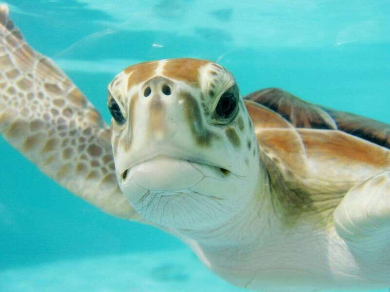 Playa del Carmen: Akumal Turtle Swim & Underground Cenote - An Introduction to the Tour Experience