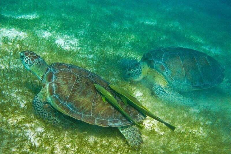 Playa del Carmen: Akumal Turtle Swim & Underground Cenote - Why Choose This Tour?