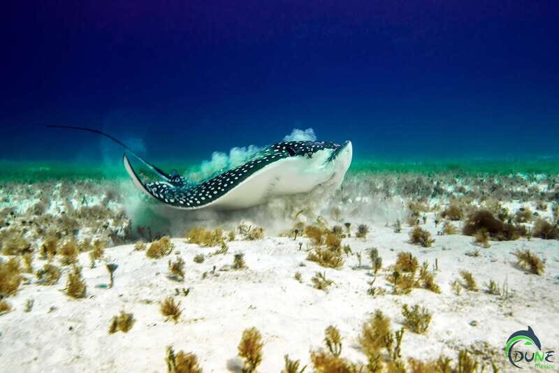Playa del Carmen: Beginner Scuba Diving Experience - Key Points