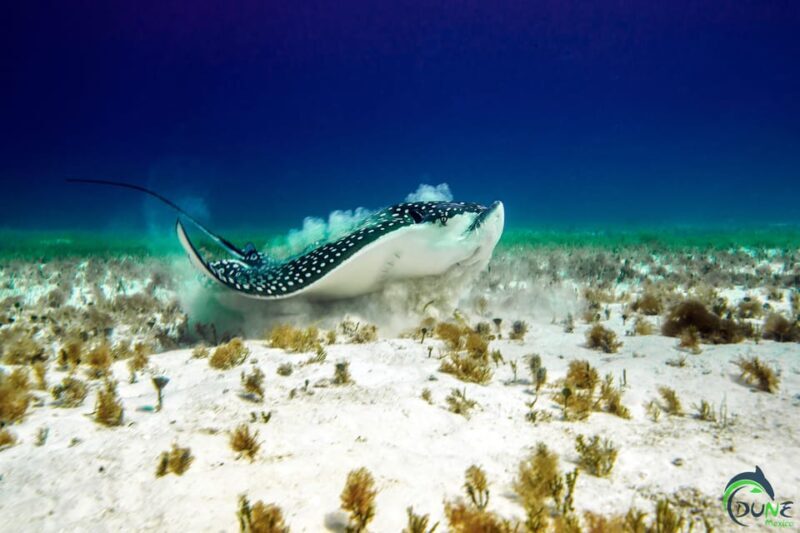Playa del Carmen: Beginner Scuba Diving Experience - FAQ