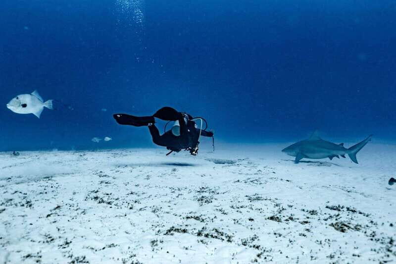 Playa del Carmen: Bull Shark Diving Experience - Introduction