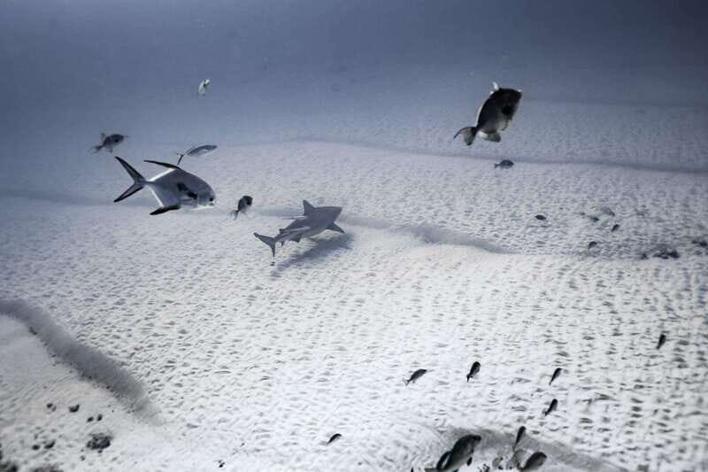 Playa del Carmen: Bull Shark Diving Experience - The Itinerary Breakdown