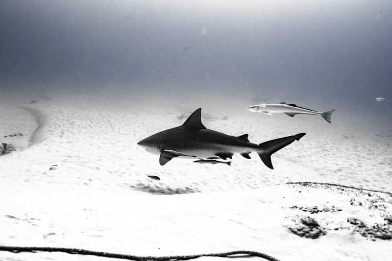 Playa del Carmen: Bull Shark Diving Experience - What’s Included and What’s Not