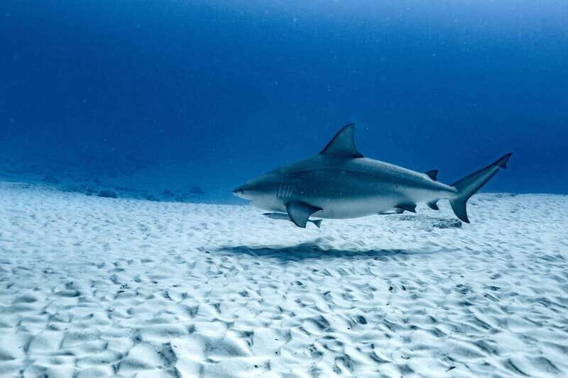 Playa del Carmen: Bull Shark Diving Experience - Practical Details and Tips