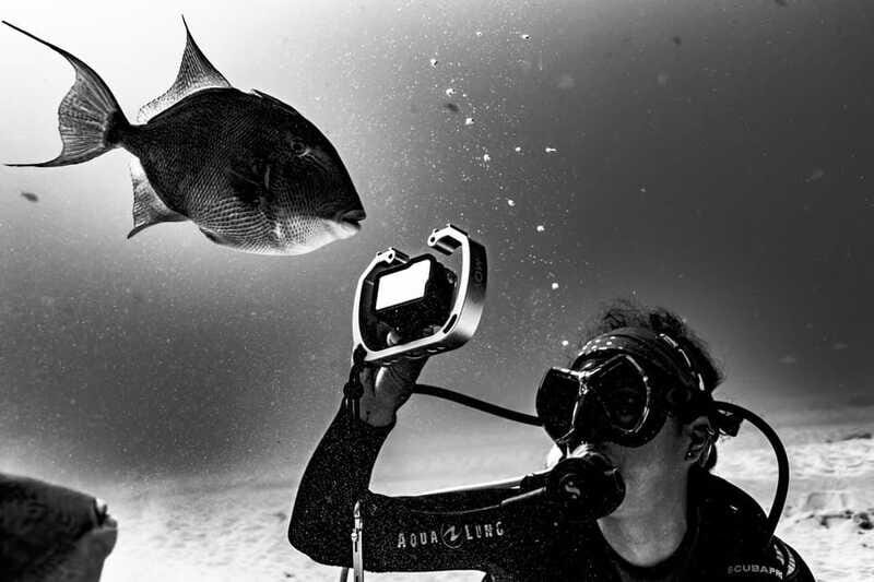 Playa del Carmen: Bull Shark Diving Experience - Authentic Insights from Reviews