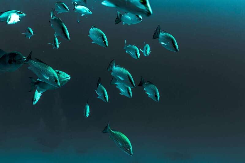 Playa del Carmen: Bull Shark Diving Experience - Why This Tour Is Worth It