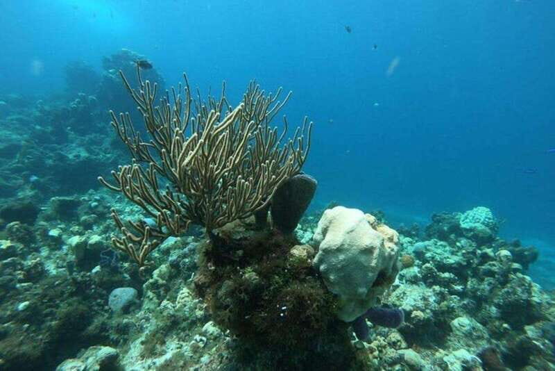 Playa del Carmen: Cozumel Snorkeling Experience - The Transport & Logistics  