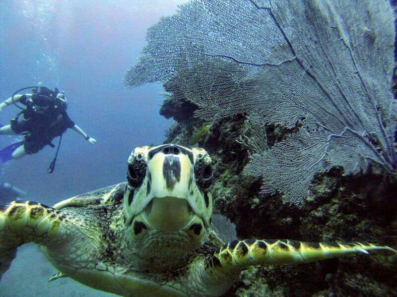 Playa del Carmen: Discover the Surreal World of Scuba Diving - An Introduction to Playa del Carmen’s Scuba Tour: What to Expect