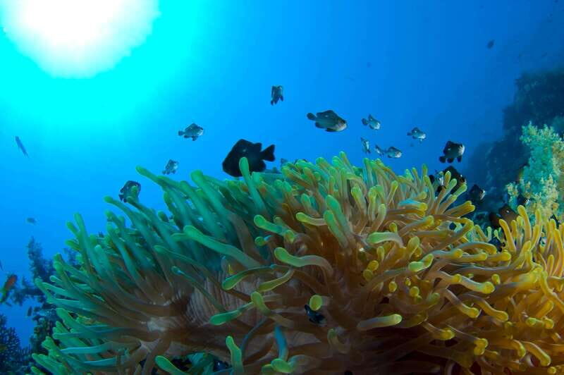 Playa del Carmen: Dive into our Local Reefs Today! - An Overview of the Playa del Carmen Reef Experience