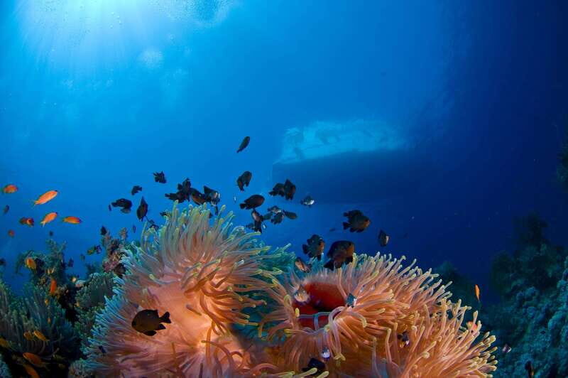 Playa del Carmen: Dive into our Local Reefs Today! - The Value of All-Inclusive Arrangements