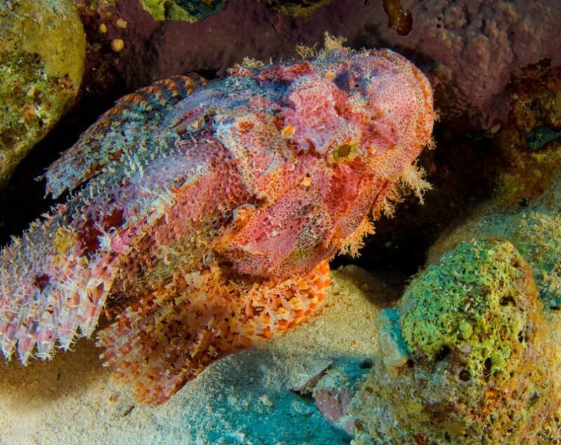 Playa del Carmen: Dive into our Local Reefs Today! - The Importance of Small, Private Groups