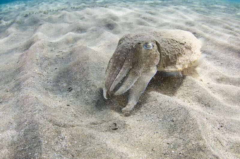 Playa del Carmen: Dive into our Local Reefs Today! - Why Choose This Tour?